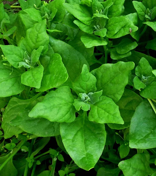 정원에서 식물 이자라고 있다. 신선 한 유기물 잎 — 스톡 사진