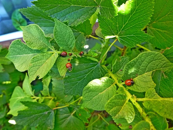 Escarabajo de la patata de Colorado en hojas de patata, chinche de patata, plagas de insectos —  Fotos de Stock