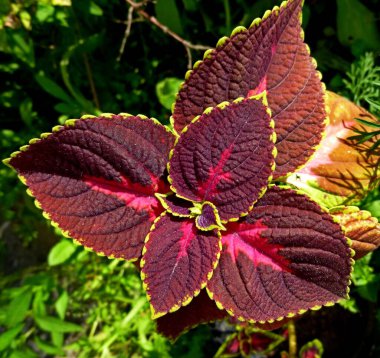 Coleus scutellarioides yeşillik arka planı. Güzel doğal kırmızı coleus bitkisi