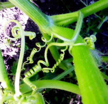 Sibirya Rusya 'da bir çiftlikteki bir bahçe yatağında balkabağı gövdesi ve dallar..