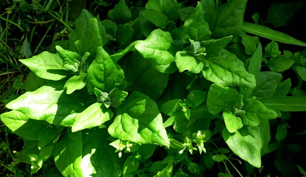 Espinacas que crecen en el jardín. Hojas orgánicas frescas — Foto de Stock