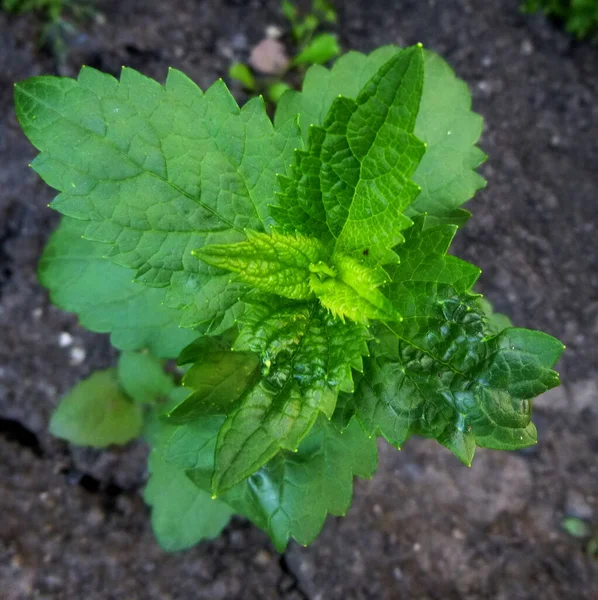 Agastache foeniculum, Agastache anethiodora, γλυκάνισος ύσσωπος, μπλε γίγαντας ύσσωπος — Φωτογραφία Αρχείου