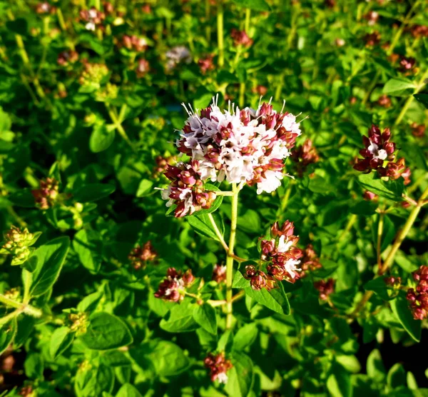 Origanum vulgare λουλούδια. Μαγειρικό βότανο, καρύκευμα, άρωμα. — Φωτογραφία Αρχείου