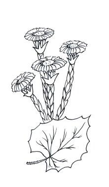 Coltsfoot grafiği