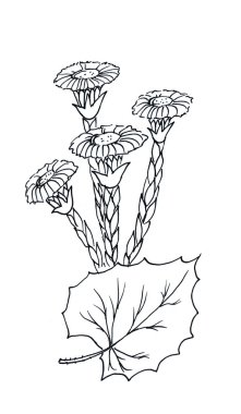 Coltsfoot graphic clipart