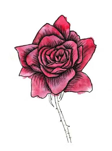 Rose Flower handmade watercolor painting — Stock Photo, Image