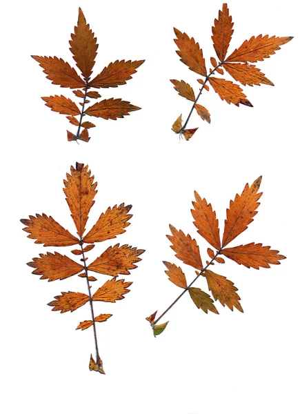하얀 배경에 따로 떨어져 있는 가을 나뭇잎 세트 — 스톡 사진