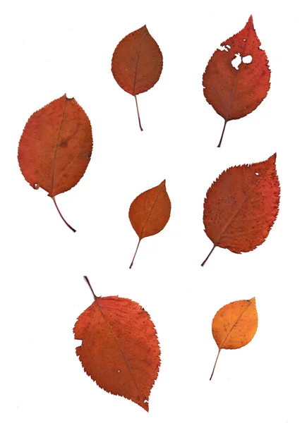 Set of autumn leaves isolated on white background — Stock Photo, Image