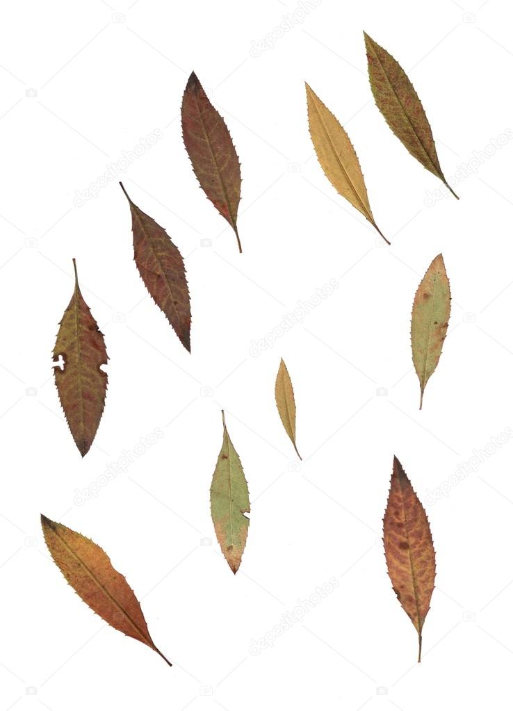Set of autumn leaves isolated on white background