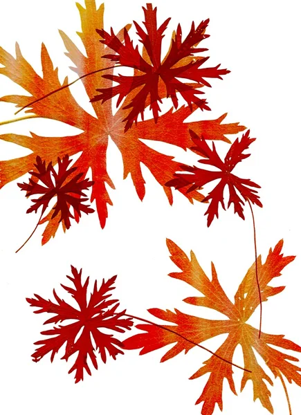 Reihe von Herbstblättern isoliert auf weißem Hintergrund — Stockfoto