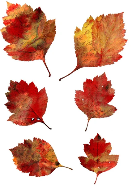 Set of autumn leaves isolated on white background — Stock Photo, Image