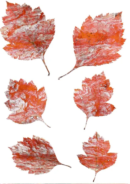 Set of autumn leaves isolated on white background — Stock Photo, Image
