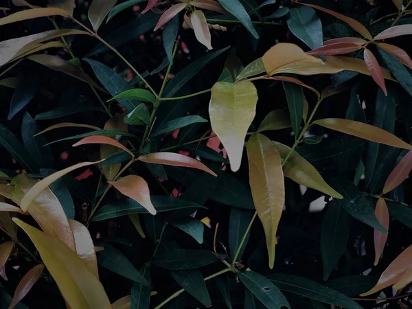 Asya ormanlarının iç kısımlarında sık sık bulunan yabani bitkiler, artık kendilerine bakıldığında ve evin avlusuna yerleştirildiklerinde farklı görünmektedirler..