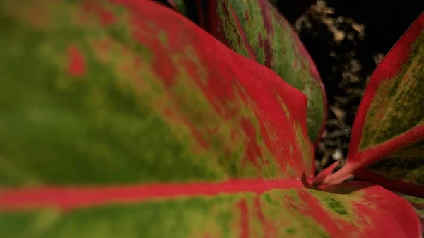 Covid-19 salgını sırasında çok popüler olan aglonema adlı süs bitkisinin portresi. Kırmızı ve yeşil karışımların birleşimi bu bitkileri güzel yapmak için evin bahçesinde bakmak ve göstermek için..