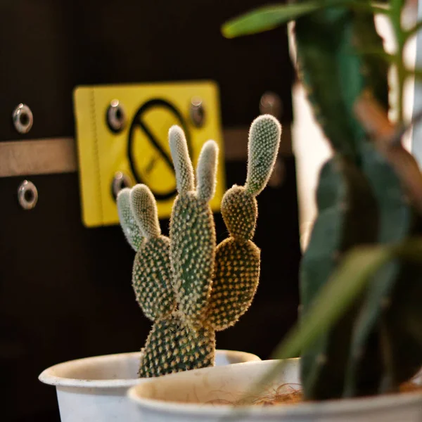 İki farklı kaktüs çeşidi bir kahve dükkanının barındaki bir tencerede yan yana duruyor..