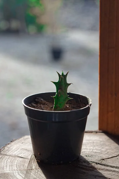 Bebek kaktüs mayısta güzel bir öğleden sonranın tadını çıkarıyor..
