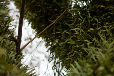 A parasite plant attached to a large tree to survive.