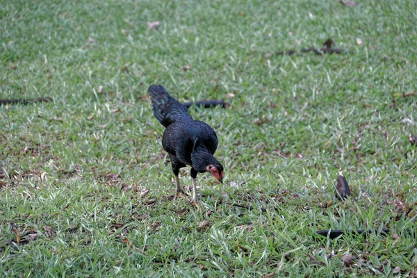 A black chicken is looking for food in the yard.