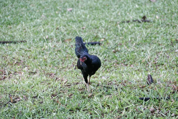 A black chicken is looking for food in the yard.