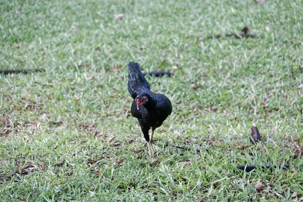 Ein Schwarzes Huhn Sucht Hof Nach Futter — Stockfoto