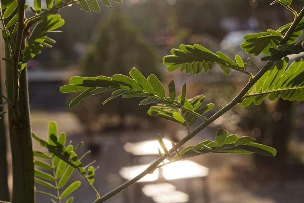 Leaves exposed to the afternoon sun in a coffee shop.