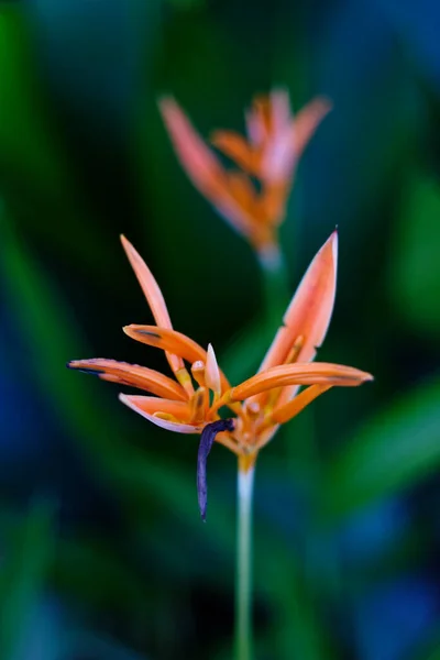 Orange flowers that grow and beautify the backyard of the house.