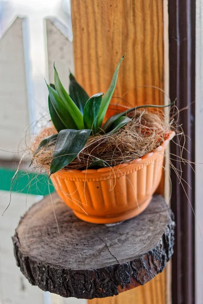 Flower in a pot that is a decoration of a coffee shop.