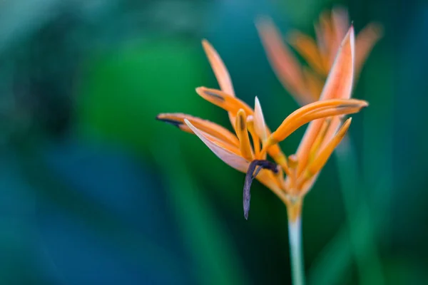 Orange flowers that grow and beautify the backyard of the house.
