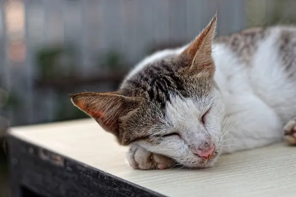 White cat sleeping on the table during the day.