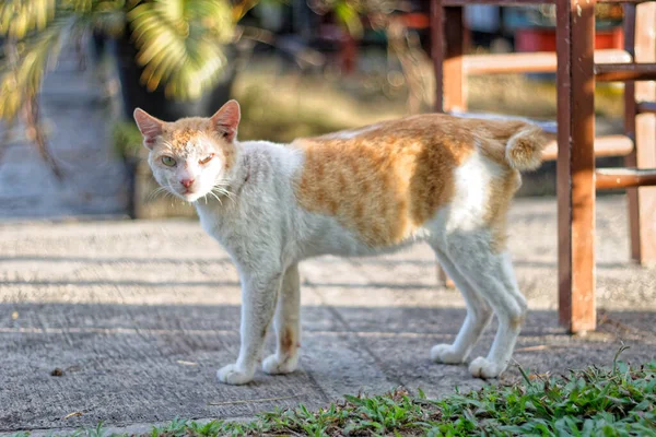 The cat is relaxing by walking around the coffee shop.