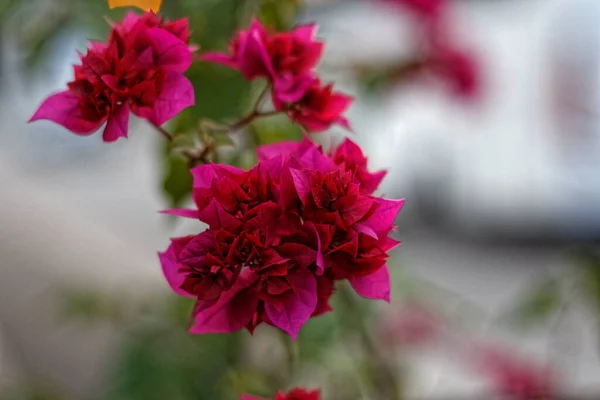 Red flowers that grow on the side of the road make the street scenery beautiful.