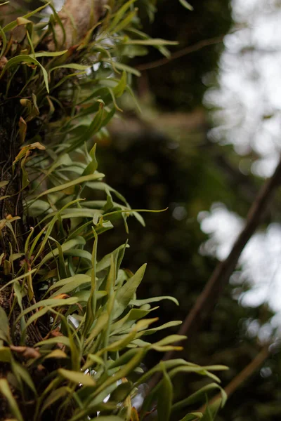 A parasite plant attached to a large tree to survive.