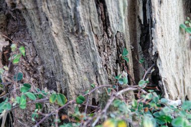 Tarlada ölü bir ağaç gövdesinde hayat..