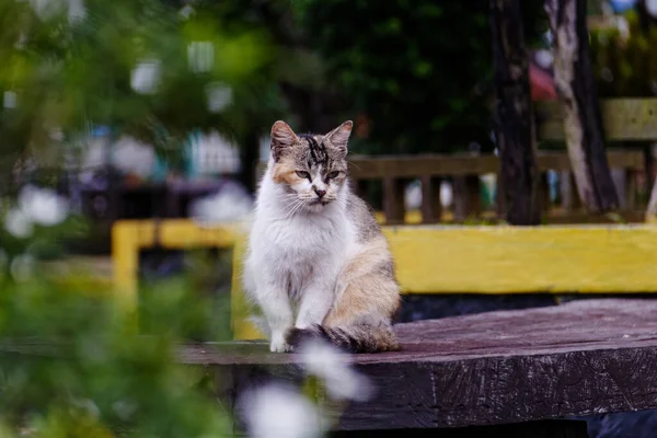 Yakışıklı kedi bir model gibi şık..