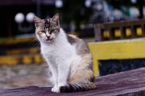 Yakışıklı kedi bir model gibi şık..