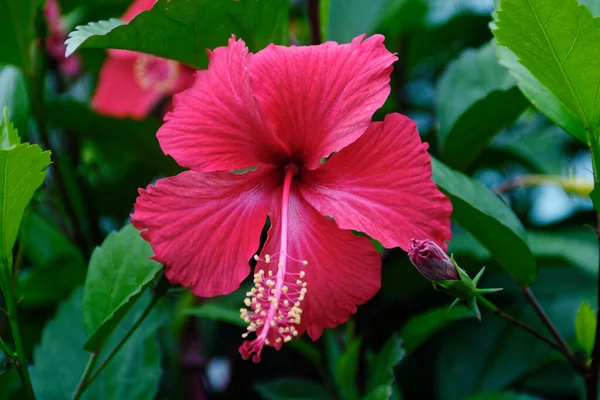 Büyük kırmızı çiçekler bulutlu bir sabahta açıyor..