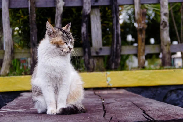 Bir kedi sabah şehir parkında uyuyor..