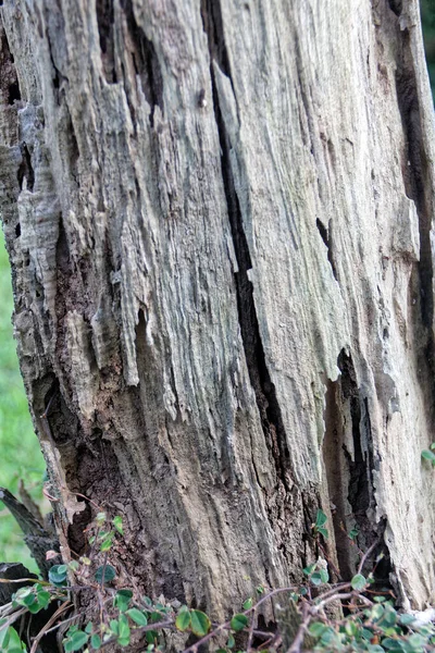 Tarlada ölü bir ağaç gövdesinde hayat..