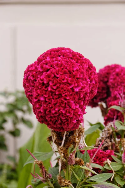 Çiçekler şeker gibi lezzetli görünüyor..