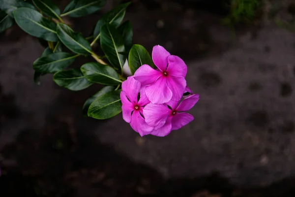 Yaprak saplı mor çiçekler çok güzeldir..
