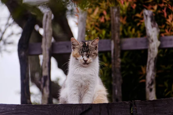 Bir kedi sabah şehir parkında uyuyor..