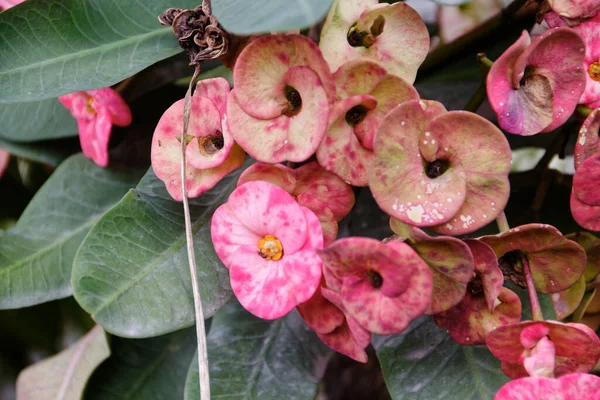 Pembe çiçekler çürümeye başlayan diğer çiçeklere ek olarak taze görünüyor..