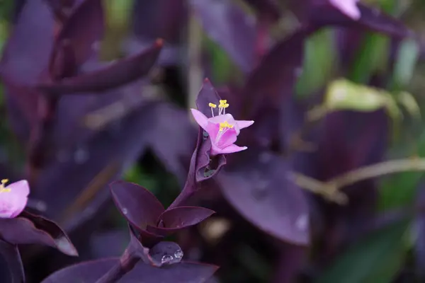 Mor yapraklı pembe çiçek yaprakları sabah çiçek açıyor..