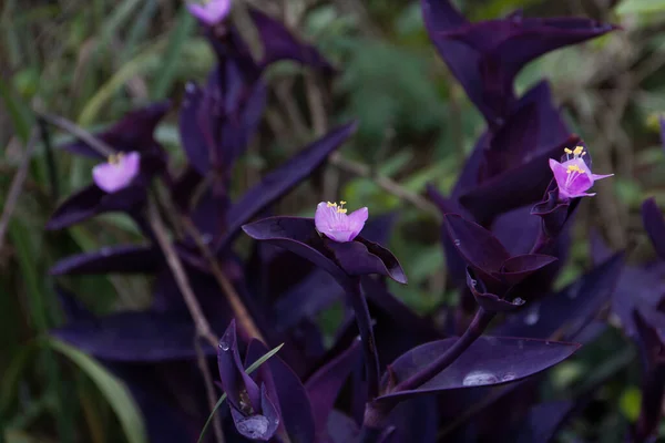 Mor yapraklı pembe çiçek yaprakları sabah çiçek açıyor..
