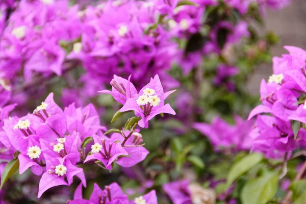 Beyaz çekirdekli mor çiçekler gün boyunca açıyor..