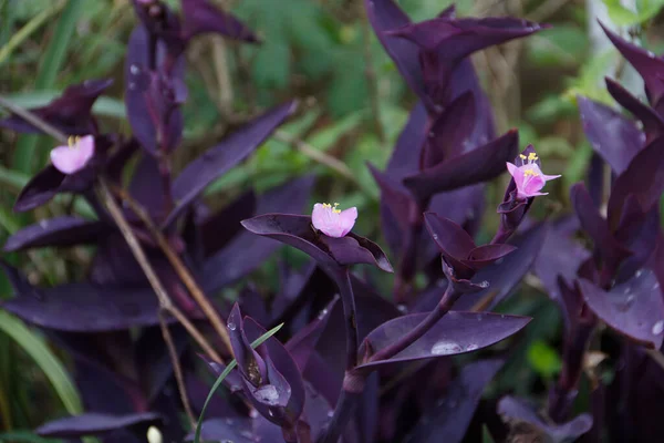 Mor yapraklı pembe çiçek yaprakları sabah çiçek açıyor..