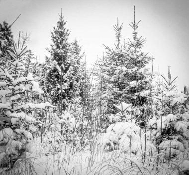 schneebedeckte Bume im Winter