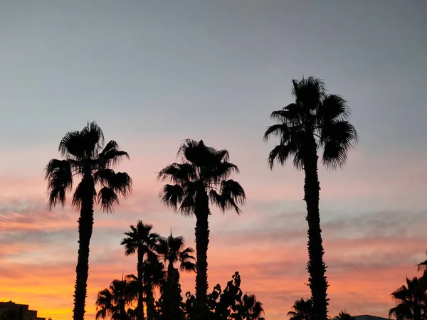 Hohe Palmen Bei Sonnenuntergang — Stockfoto