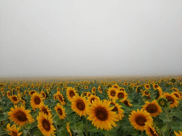 Mgła Spada Pola Słonecznika — Zdjęcie stockowe