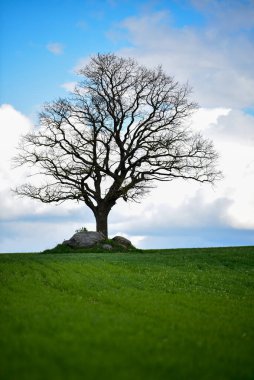 Yaprakları ve yeşil otları olmayan bir ağaç ve çevreleyen tarladan ağaçların yanına istiflenmiş büyük taşlar.